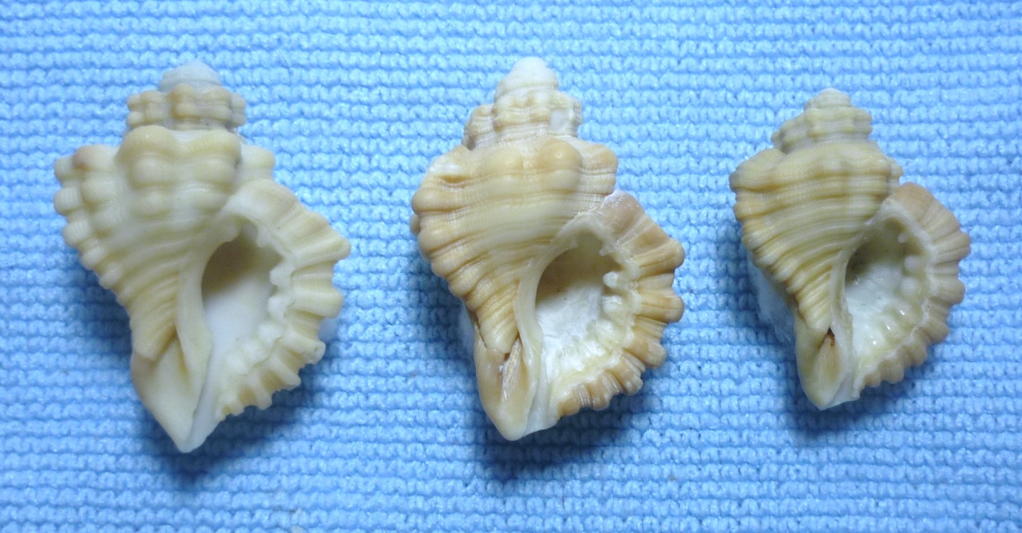 Cabestana cutacea
